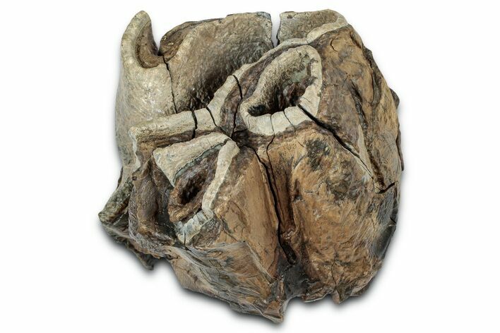 Fossil Woolly Rhino (Coelodonta) Partial Tooth - Siberia #331246